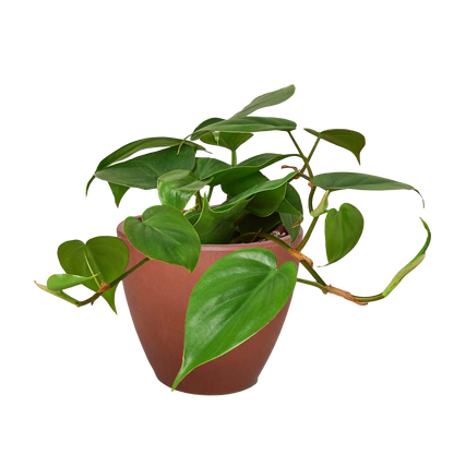 Philodendron Cordatum Heartleaf - OVAD