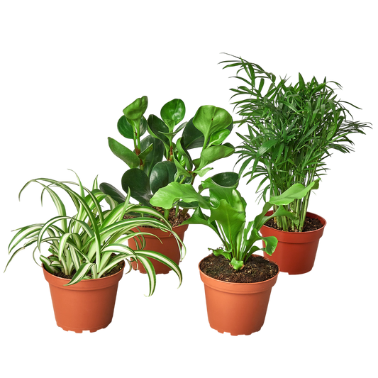 Pet Friendly Variety Bundle - OVAD