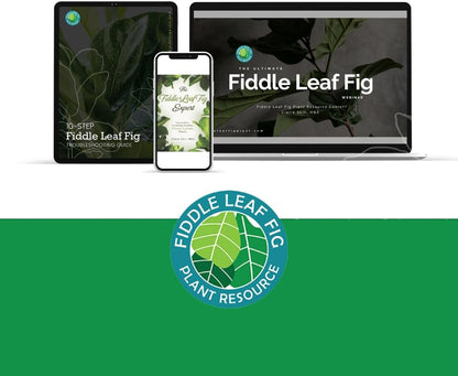 Fiddle Leaf Fig Notching Bundle for Thriving Foliage Growth