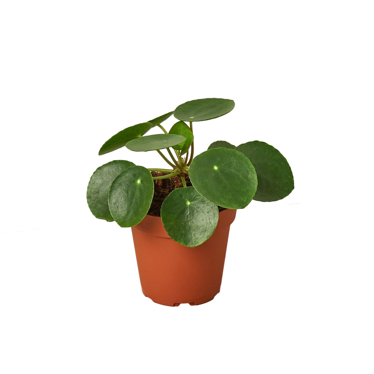 Penny the Pilea Peperomioides