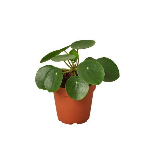 Penny the Pilea Peperomioides - OVAD
