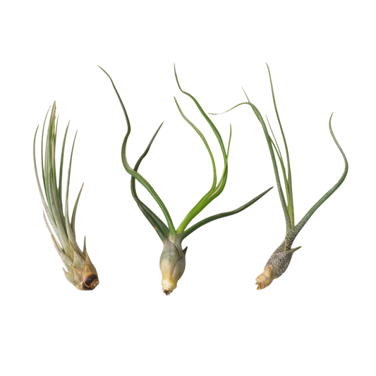 3 Large Tillandsia Air Plant Variety Pack - OVAD