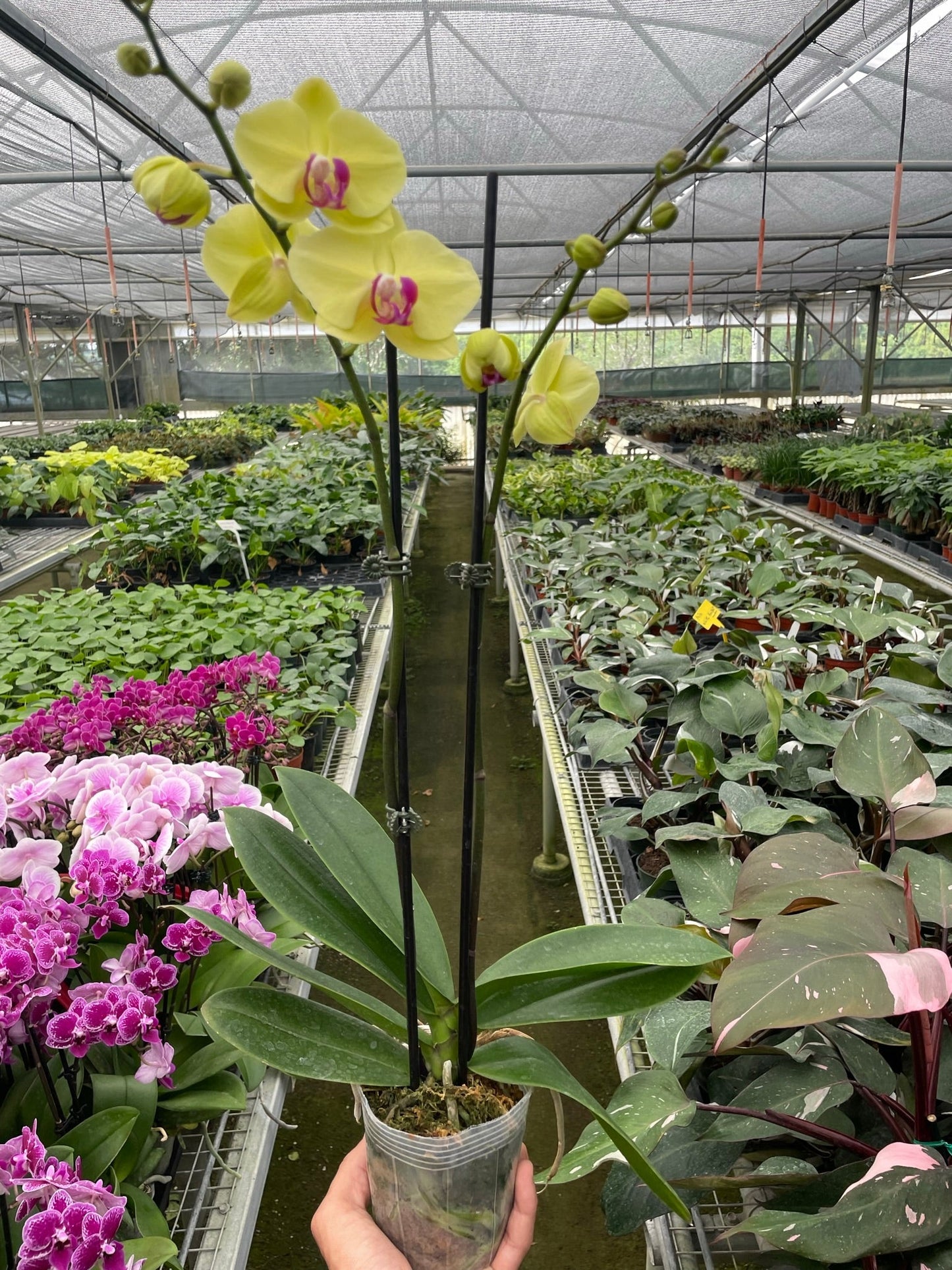 Orchid 'Yellow Phalaenopsis'.