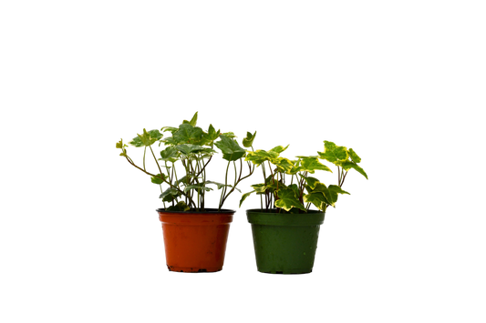 2 English Ivy Variety Pack - 4" Pot - OVAD