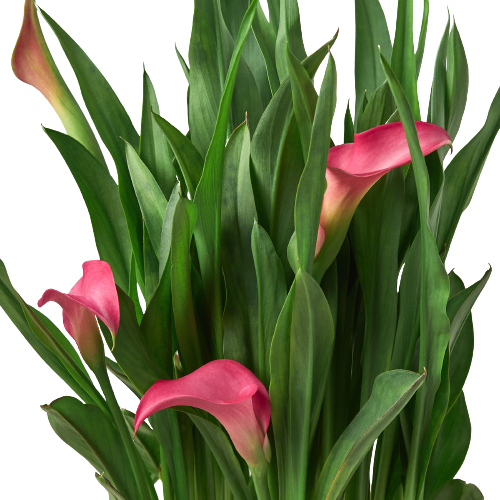 Calla Lily.