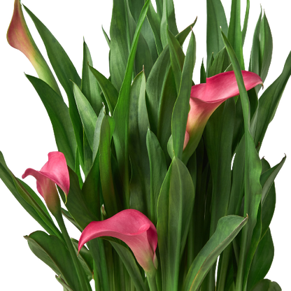 Calla Lily.