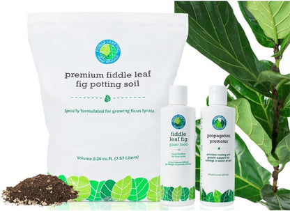 Fiddle Leaf Fig Propagation Bundle for Thriving Indoor Plants