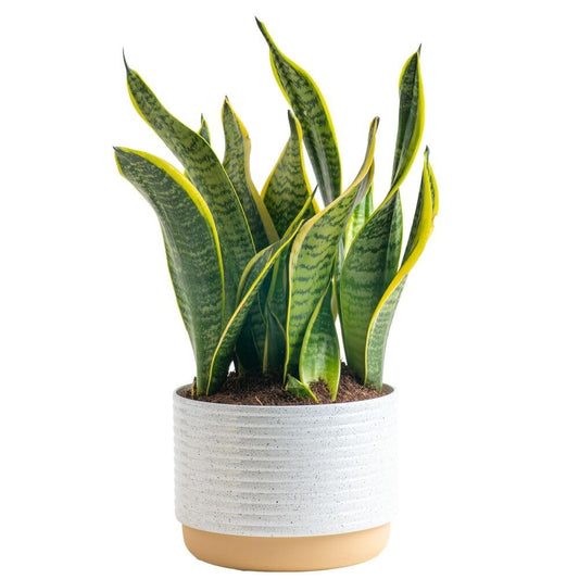 Theo the Snake Plant