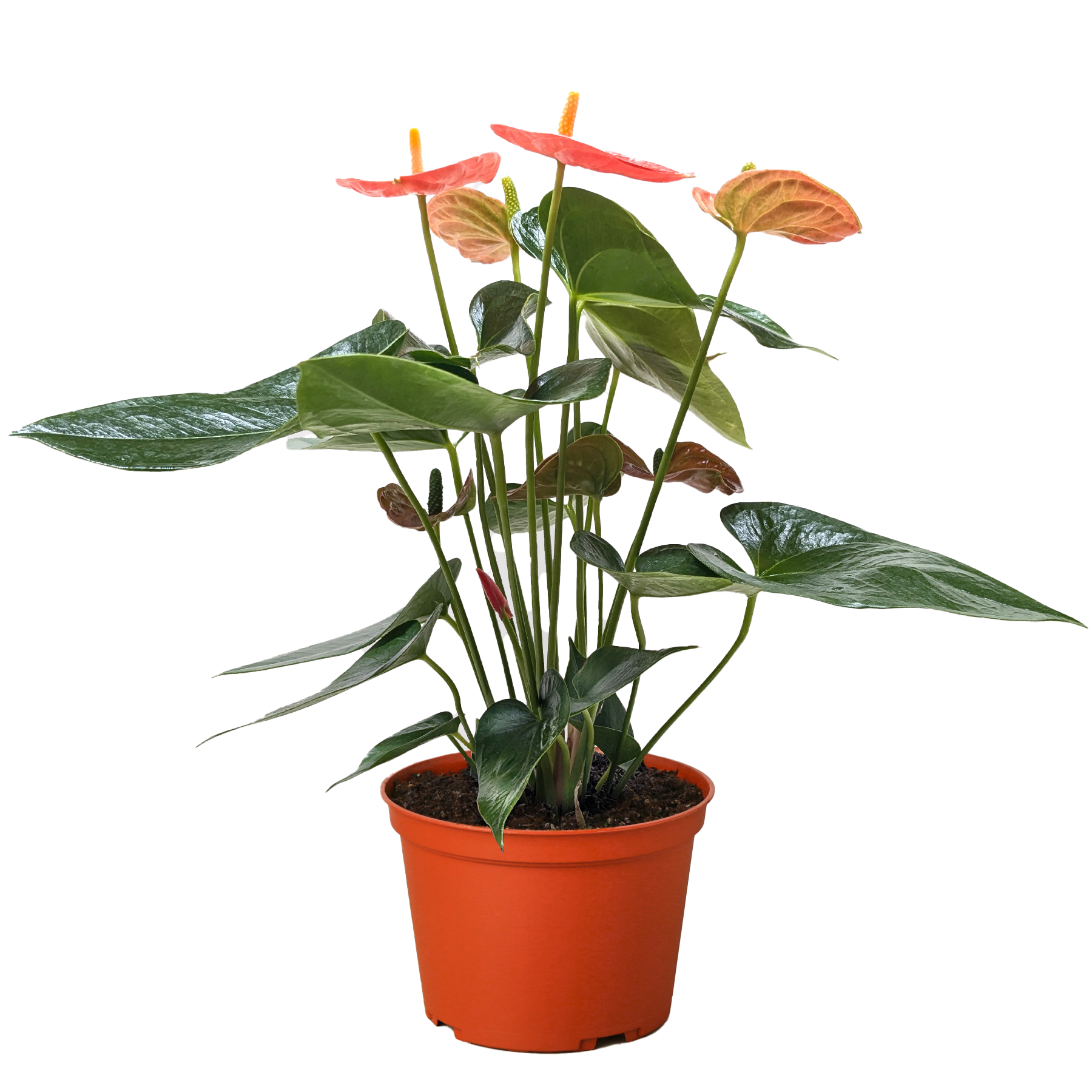 Anthurium 'Orange'.