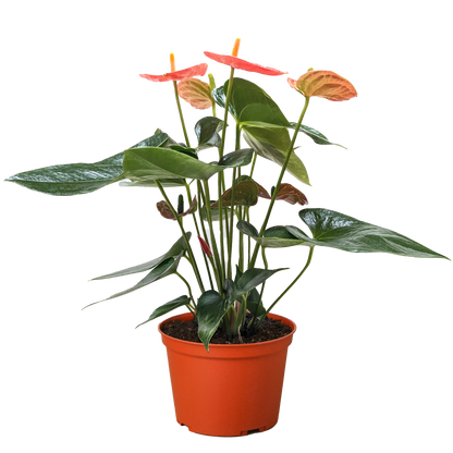Anthurium 'Orange'.