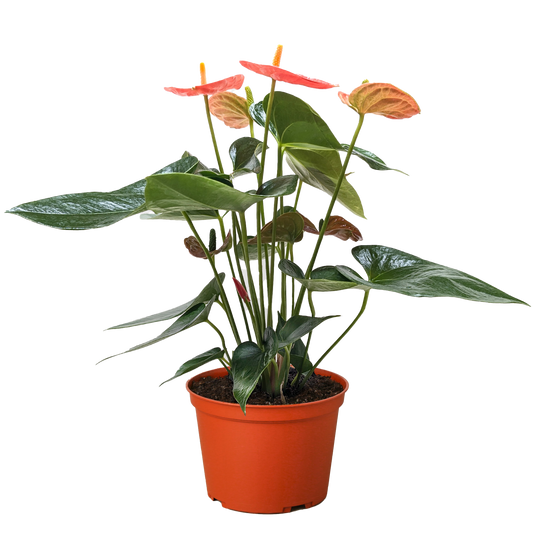 Anthurium 'Orange'.