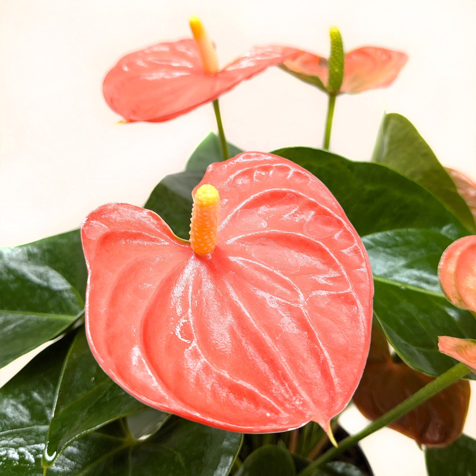 Anthurium 'Orange'.