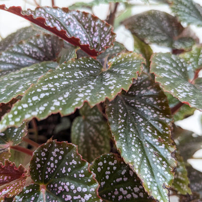 Begonia 'Corallina'.