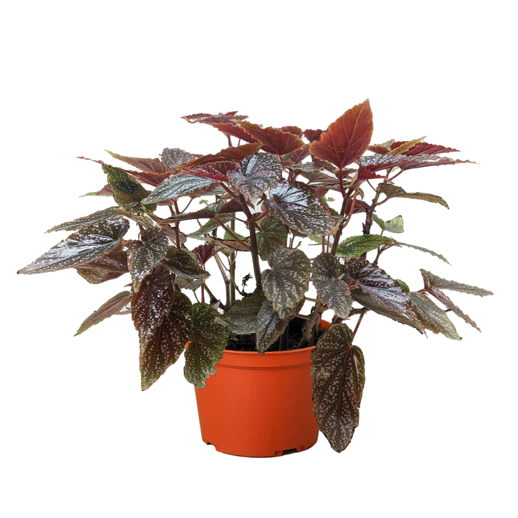 Begonia 'Corallina'.