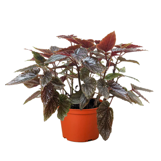 Begonia 'Corallina'.