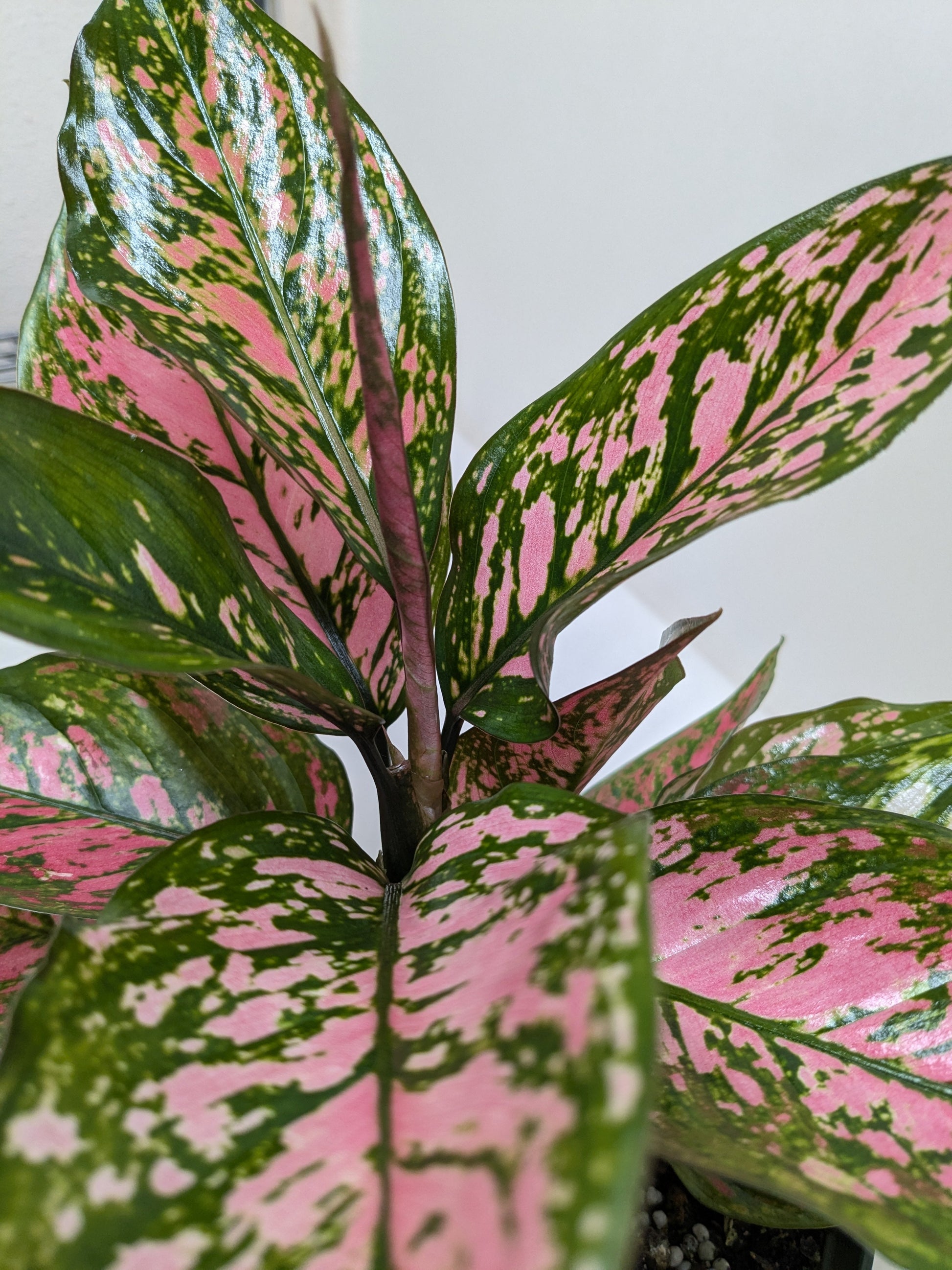 Chinese Evergreen 'Wishes'.