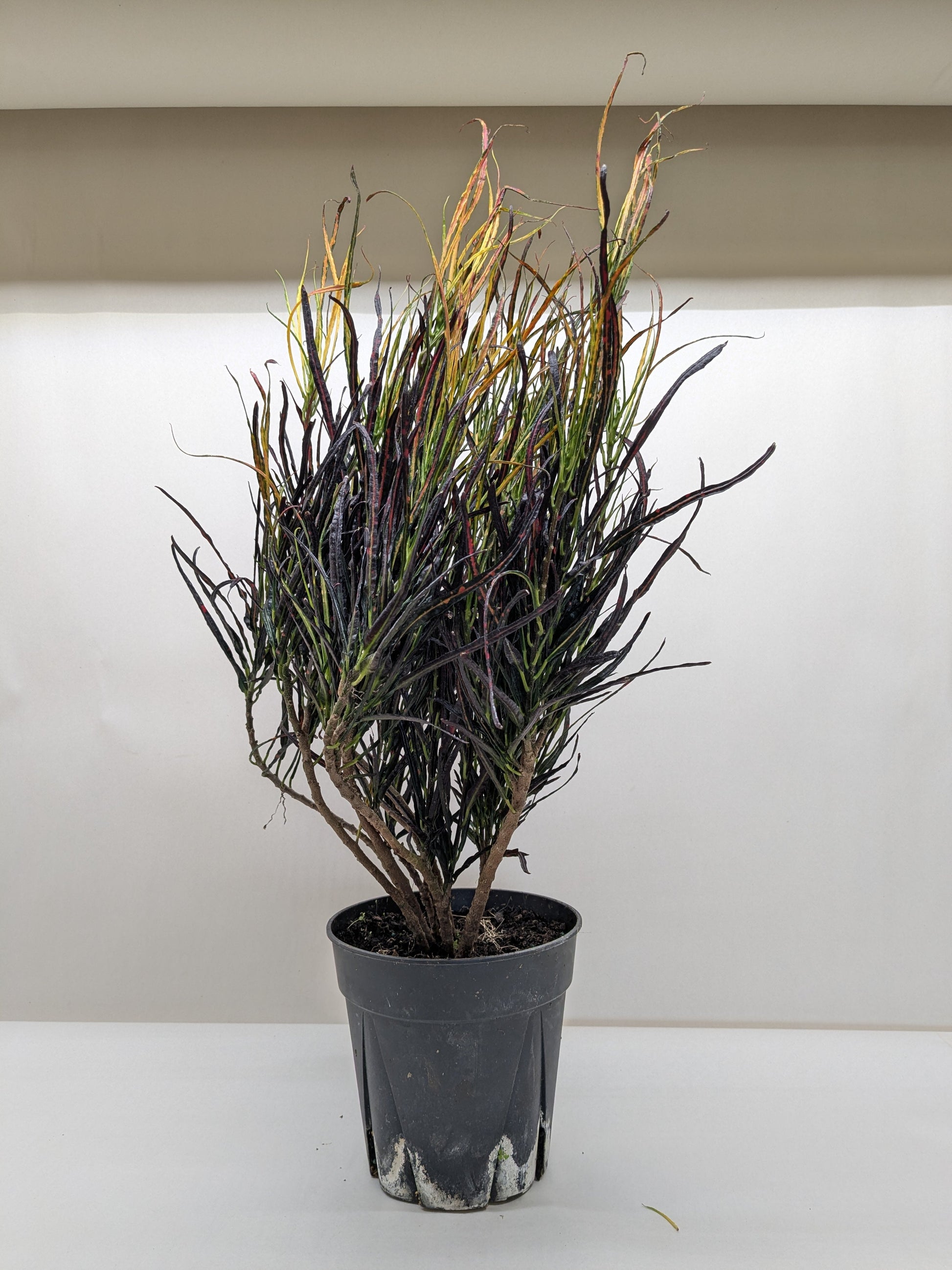 Croton 'Picasso'.