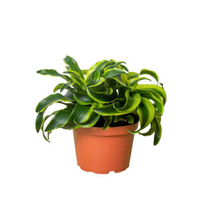 Swirl the Dracaena