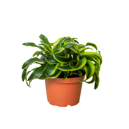 Swirl the Dracaena - OVAD