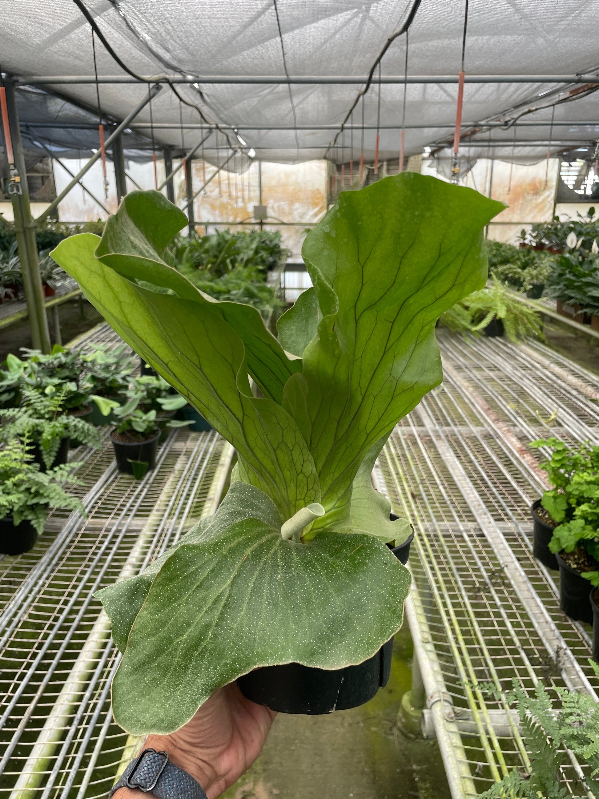 Fern 'Elephant'.