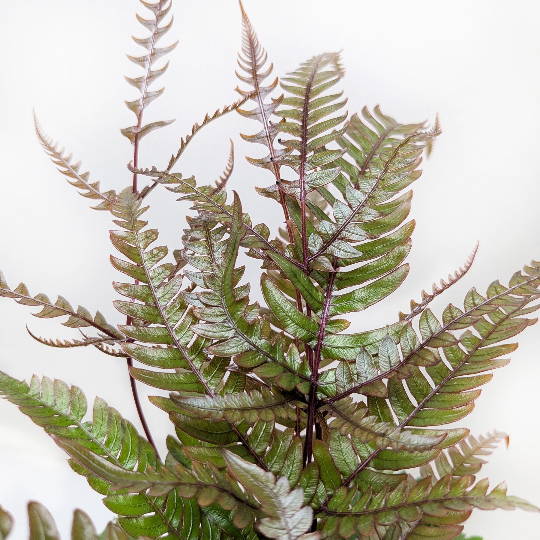 Fern 'Tricolor Pteris'.