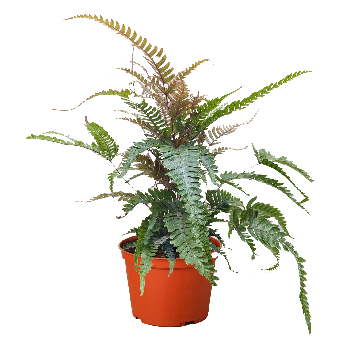 Fern 'Tricolor Pteris'.