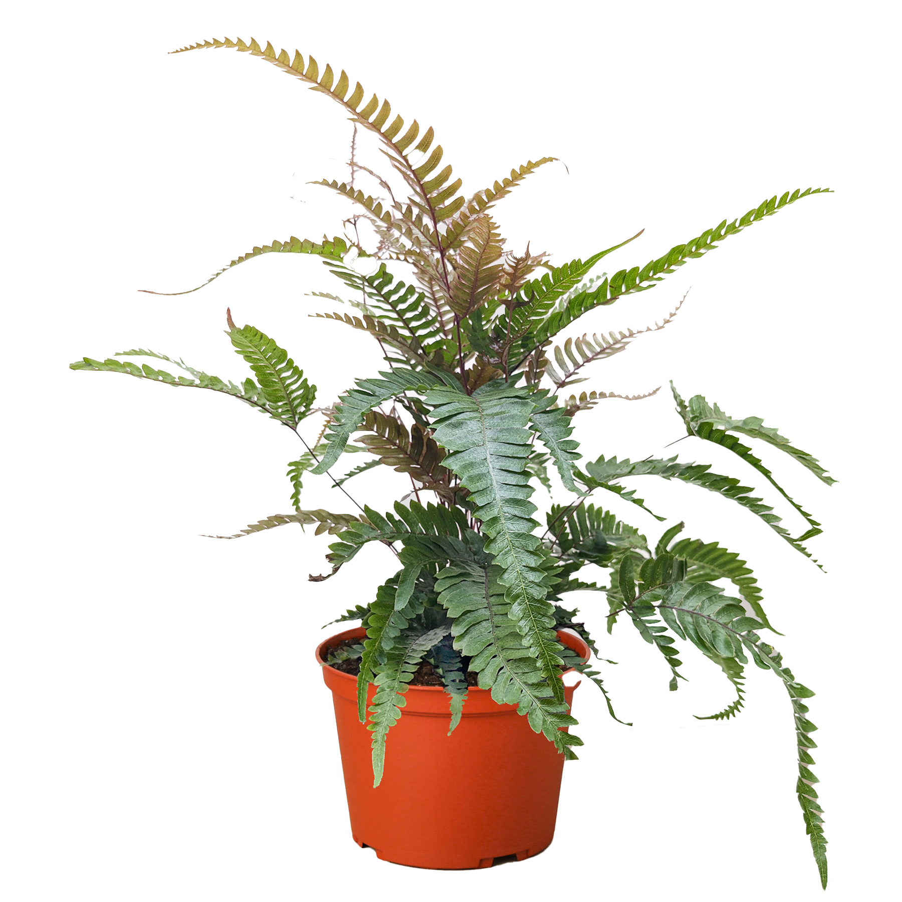 Fern 'Tricolor Pteris'.