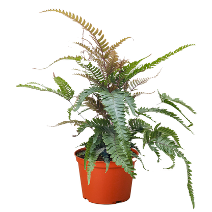 Fern 'Tricolor Pteris'.