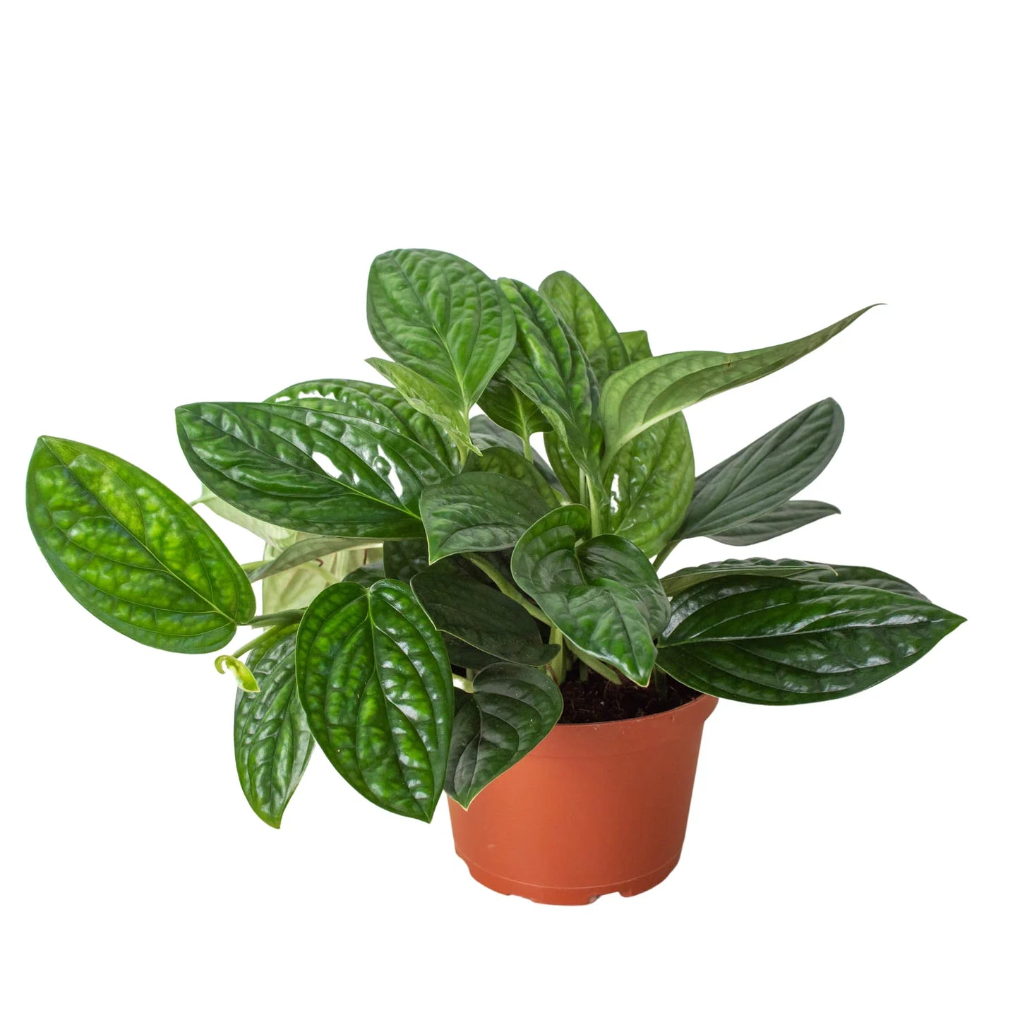 Monstera 'Peru' - OVAD