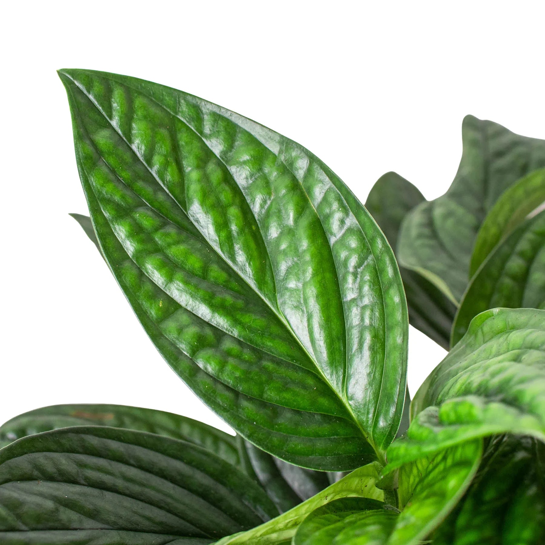 Monstera 'Peru' - OVAD