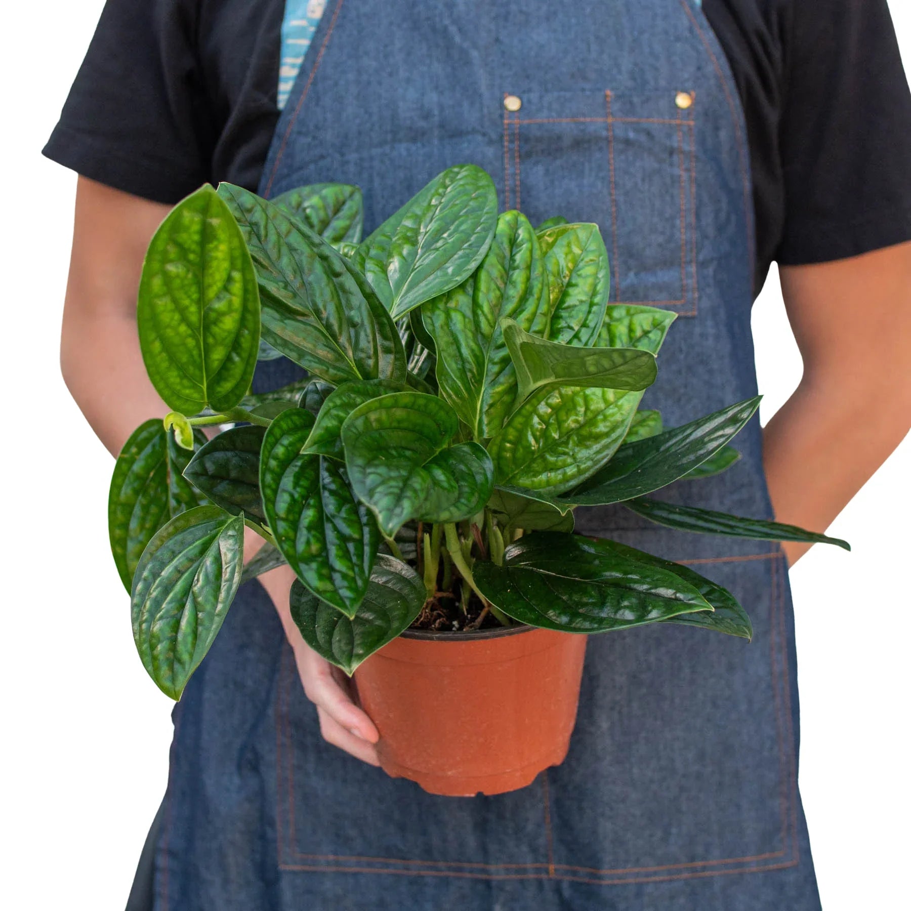 Monstera 'Peru' - OVAD