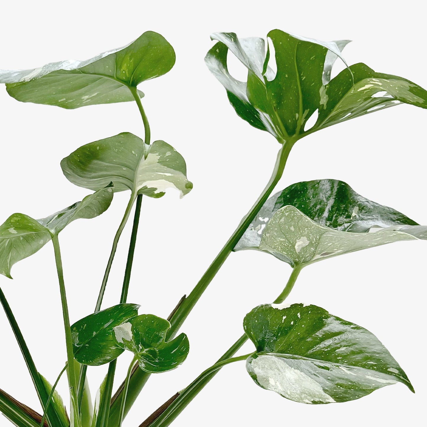 Monstera 'Thai Constellation' - OVAD