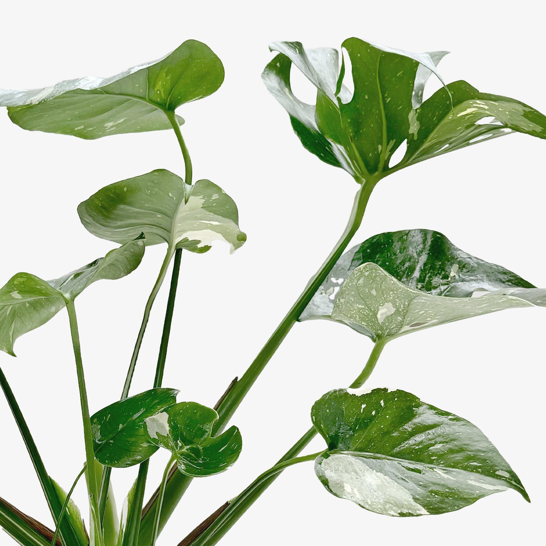 Monstera 'Thai Constellation' - OVAD