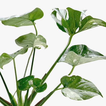 Monstera 'Thai Constellation' - OVAD