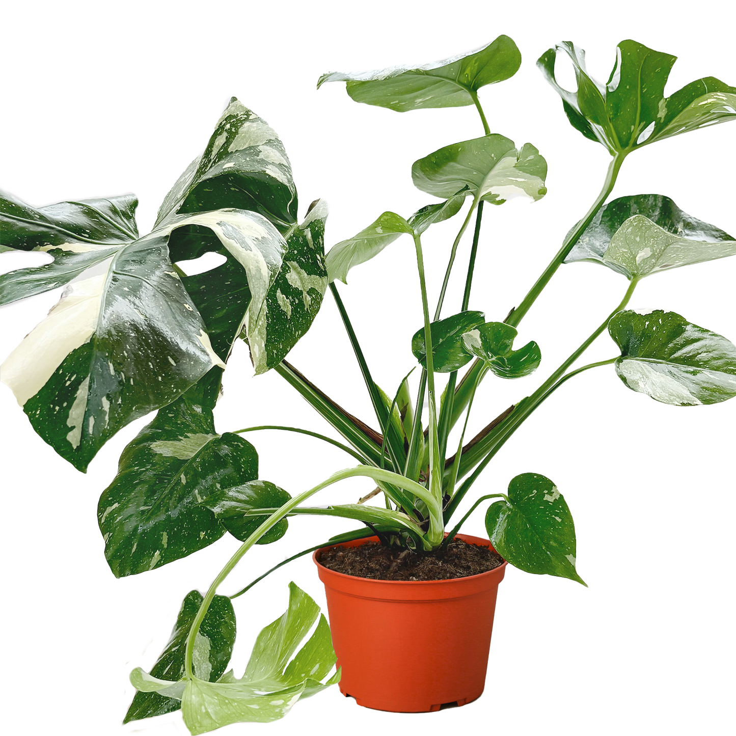 Monstera 'Thai Constellation' - OVAD