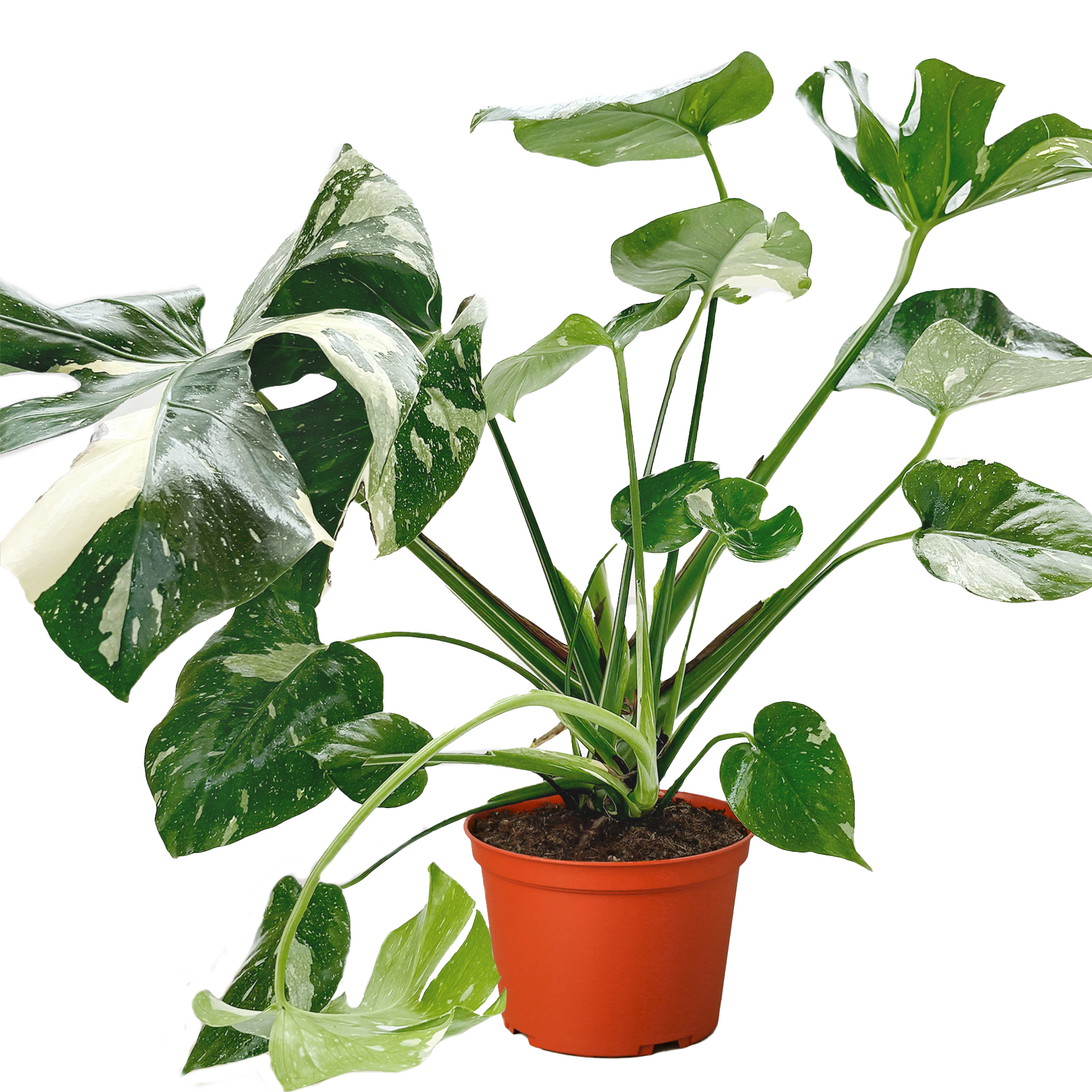 Monstera 'Thai Constellation' - OVAD