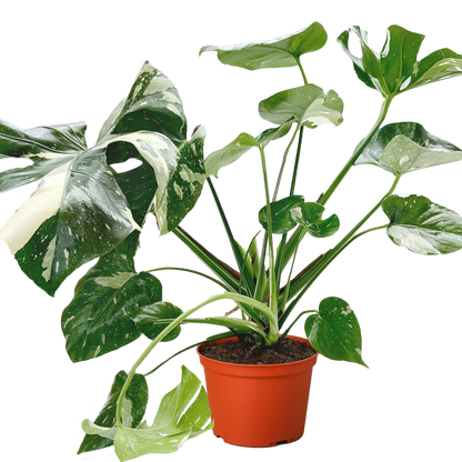 Monstera 'Thai Constellation' - OVAD