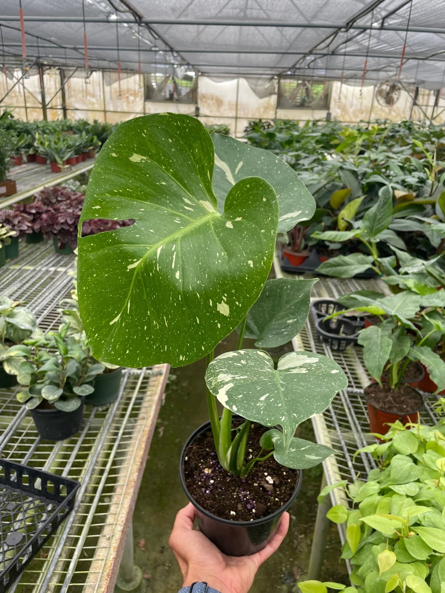 Monstera 'Thai Constellation' - OVAD