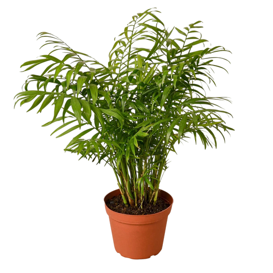 Coco the Parlor Palm - OVAD