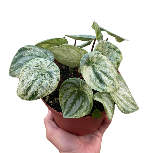 Lily the Peperomia - OVAD