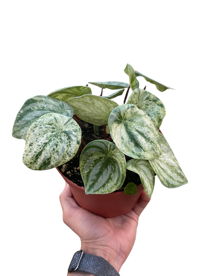 Lily the Peperomia