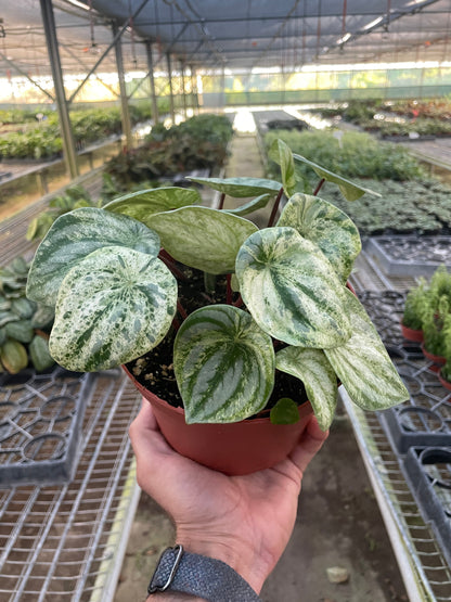 Lily the Peperomia