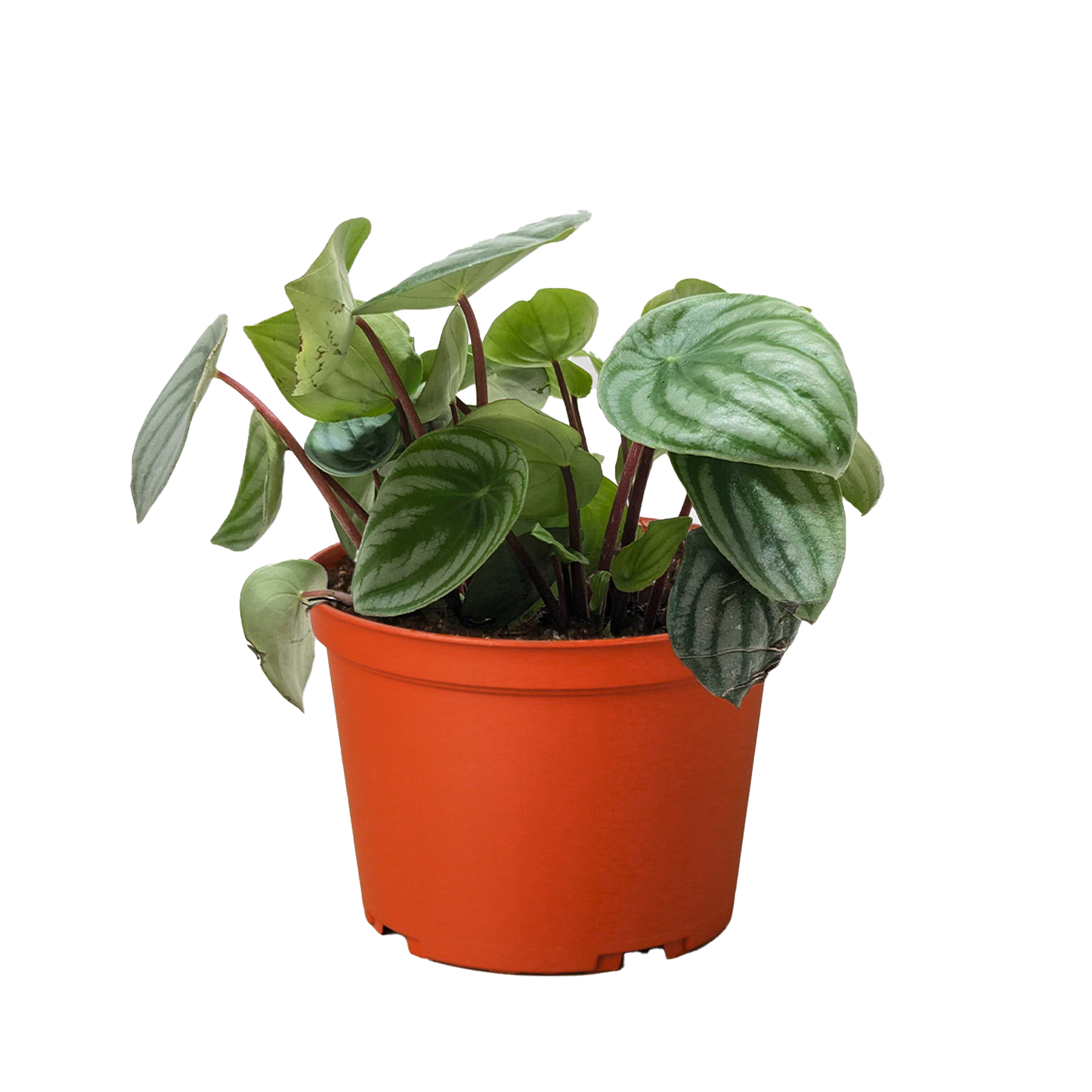 Peperomia Watermelon - OVAD