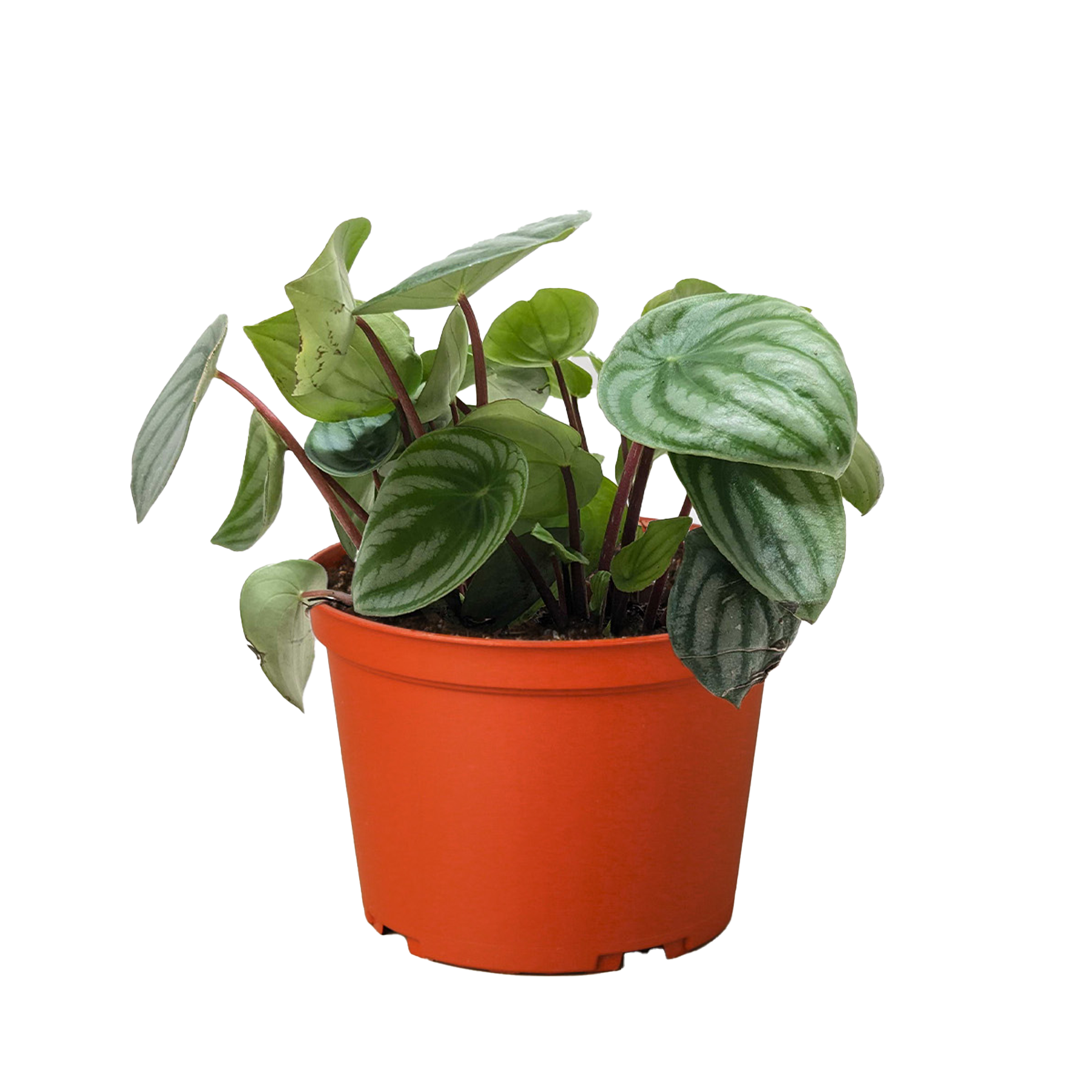 Peperomia Watermelon - OVAD