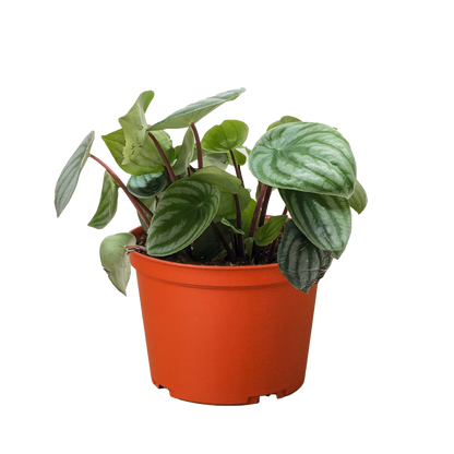 Peperomia Watermelon - OVAD