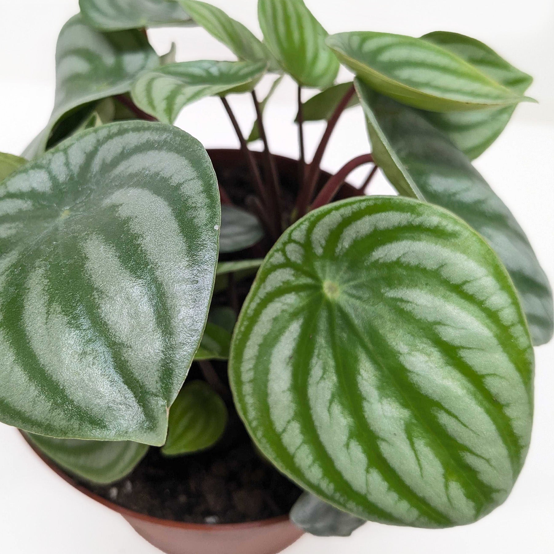 Peperomia Watermelon - OVAD