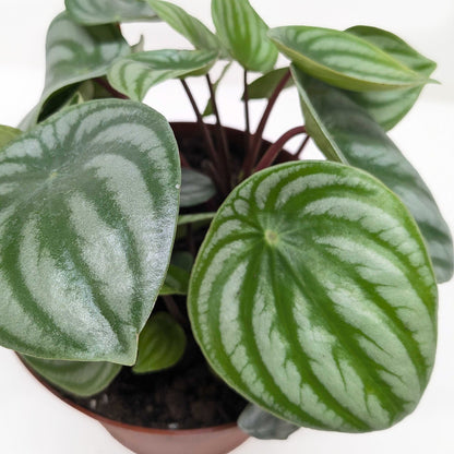 Peperomia Watermelon - OVAD
