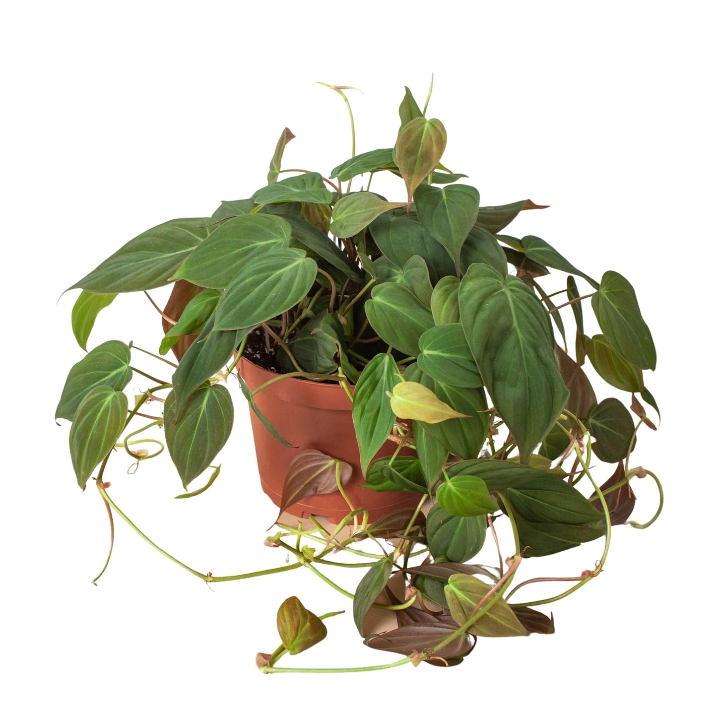 Milan the Philodendron