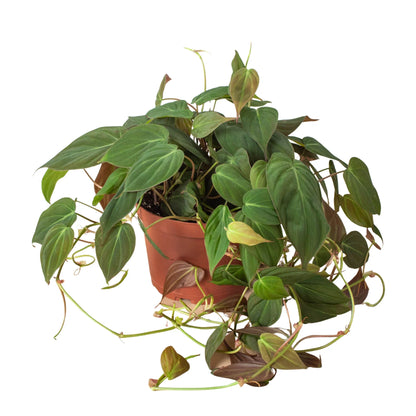 Milan the Philodendron