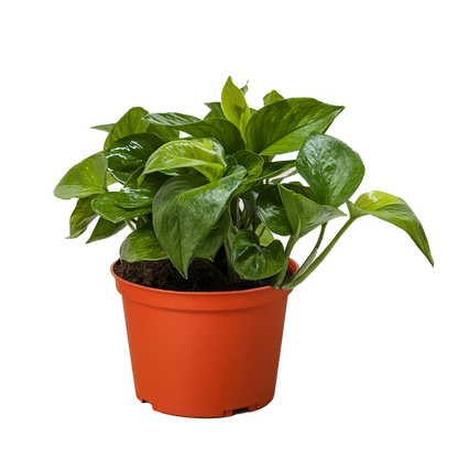 Pothos 'Lemon Top'.